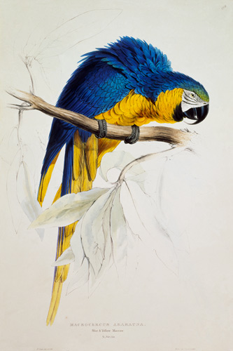 le macaw jaune bleu à Edward Lear