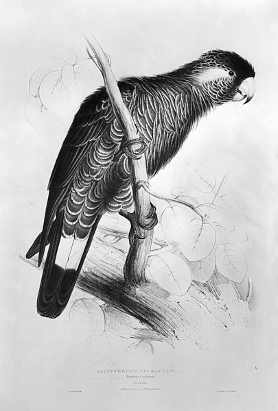Calyptorhynchus Baudinii, or Baudin''s Cockatoo à Edward Lear