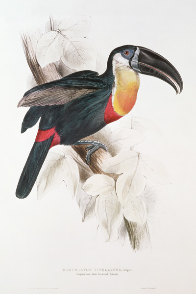 Sulphur and white breasted Toucan à Edward Lear