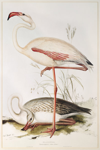 Flamingo à Edward Lear