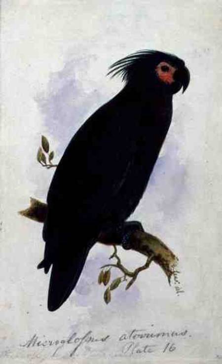 Parrot: Plate 16 à Edward Lear
