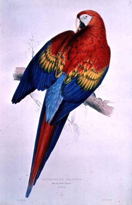 Red and Yellow Macaw (Macrocercus Arancanga) à Edward Lear