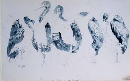 Studies of Storks à Edward Lear
