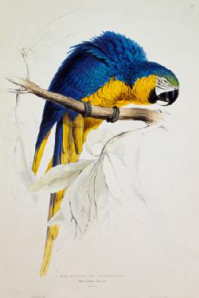 le macaw jaune bleu