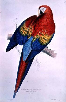 Red and Yellow Macaw (Macrocercus Arancanga)