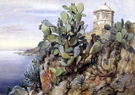 Cactus Opuntia, Monaco à Edward William Cooke