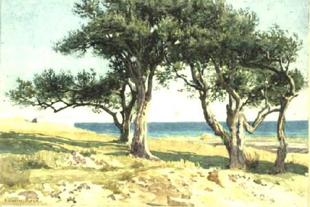 Old Olive Trees, Bordighera à Edwin Bale