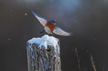 Eastern Blue Bird-7