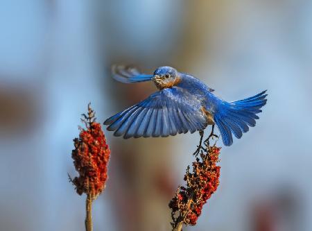 Eastern Bluebird-1