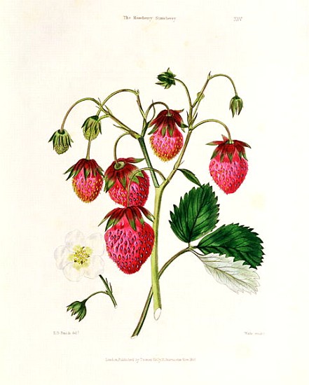 The Roseberry Strawberry; engraved by Watte, pub.T by homas Kelly, London 1830 à Edwin Dalton Smith