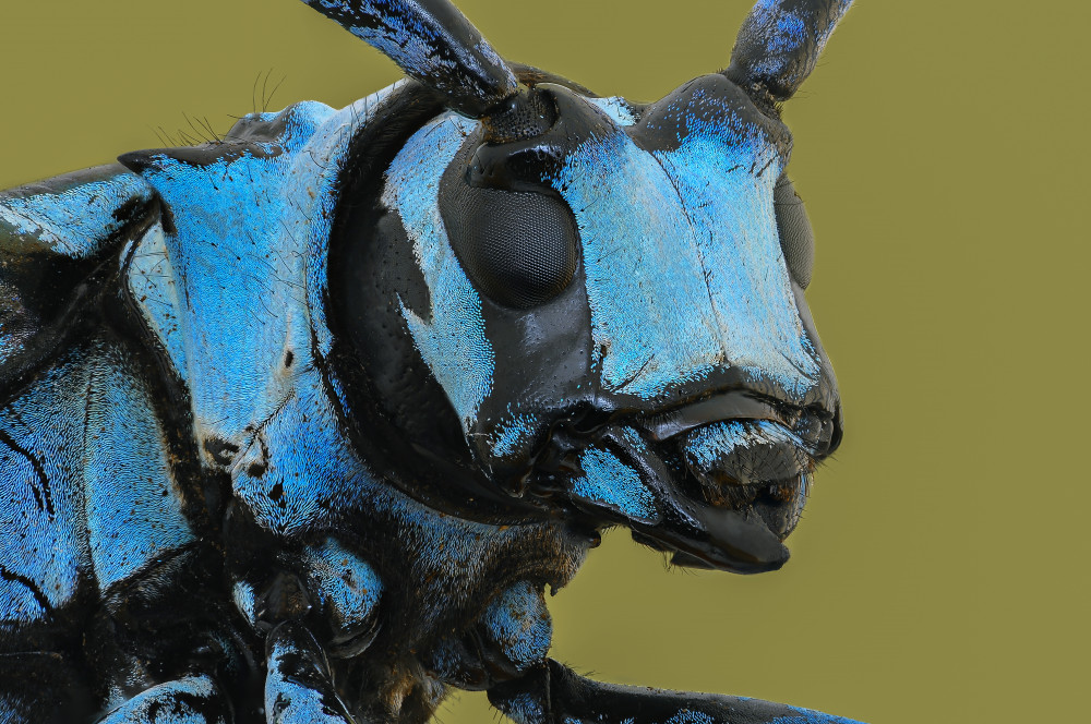 LongHorn Beetle à Edy Pamungkas