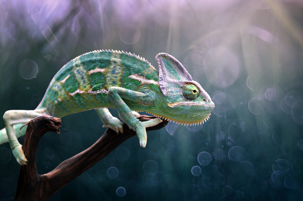 Chameleon à Edy Pamungkas