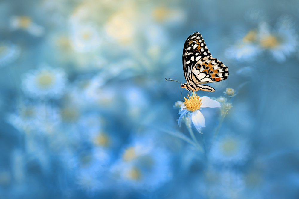 Butterfly on the flower à Edy Pamungkas