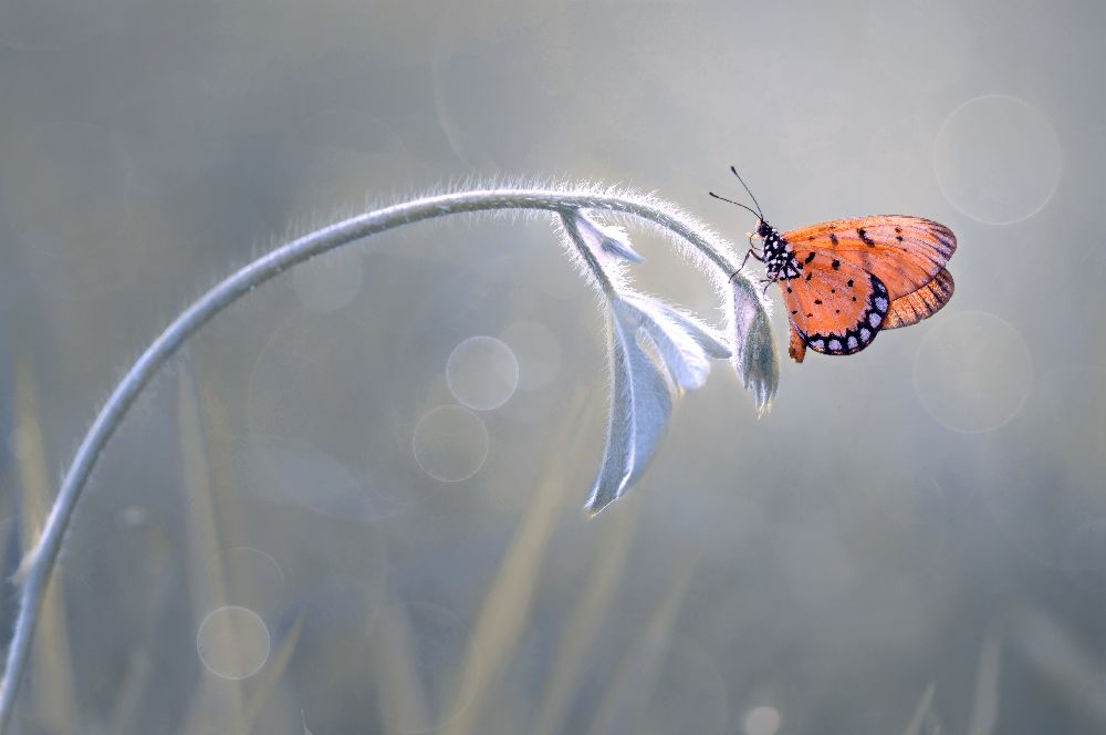 Beautiful Butterfly à Edy Pamungkas