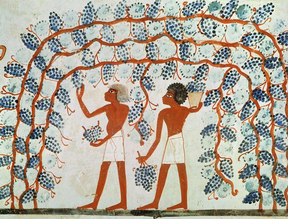 Picking grapes, from the Tomb of Nakht, New Kingdom à Egyptien