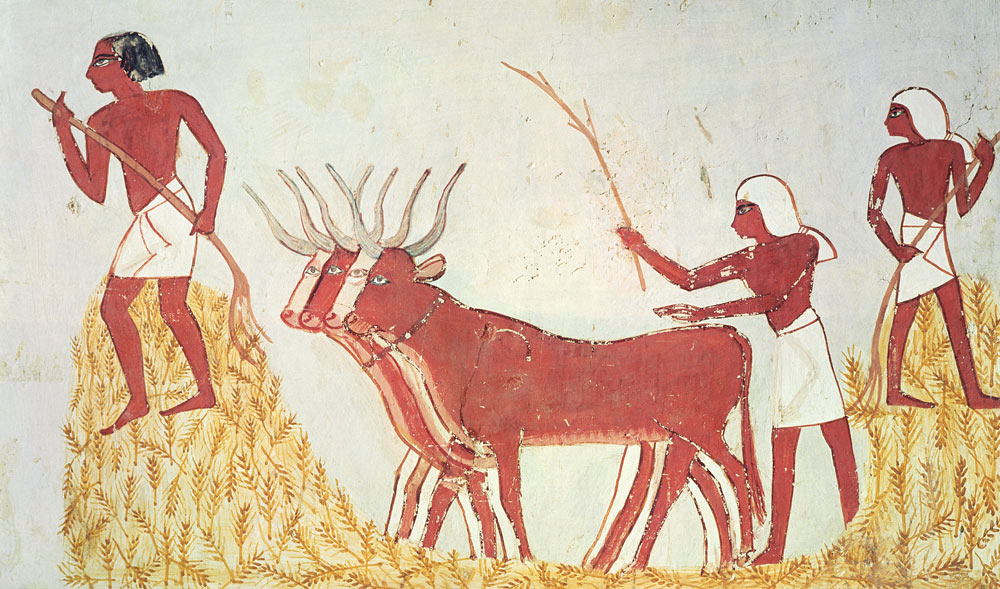Using cows to trample wheat, from the Tomb of Menna, New Kingdom à Egyptien