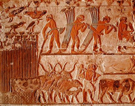 Harvesting papyrus and a group of cows, Old Kingdom à Egyptien