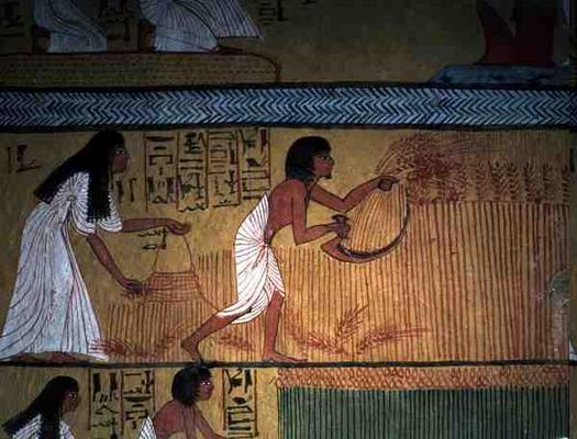 Detail of a harvest scene on the East Wall, from the Tomb of Sennedjem, The Workers' Village, New Ki à 19ème dynastie égyptienne