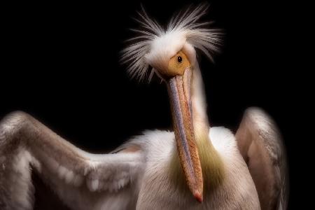 Pelicans portrait