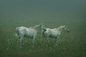 In the silent field