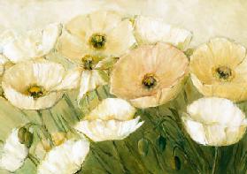 Tender Poppies