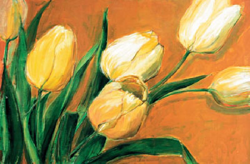 Tulipa Nova à Elisabeth Krobs