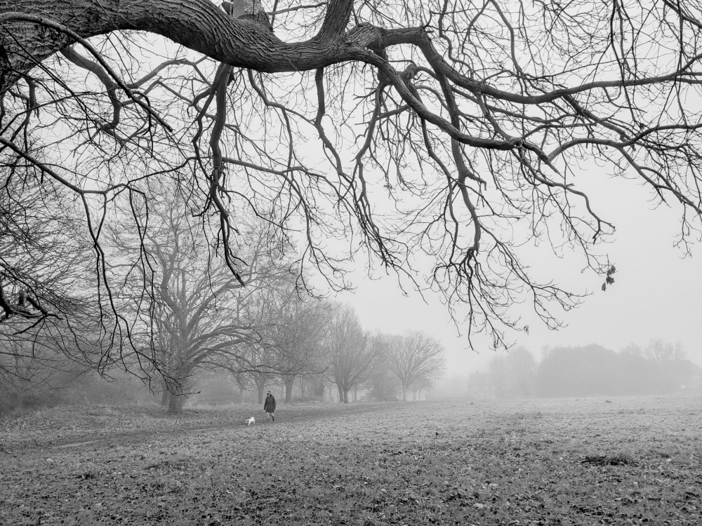 Field and Forest in Fog à Elizabeth Allen