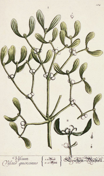 Mistletoe from 'A Curious Herbal' à Elizabeth Blackwell