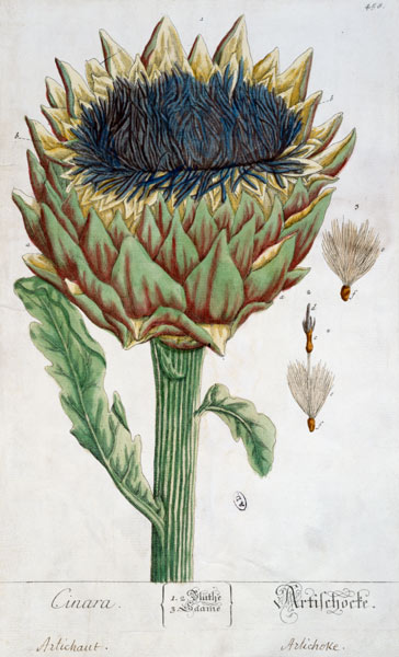 Artichoke, from 'Herbarium Blackwellianum' à Elizabeth Blackwell
