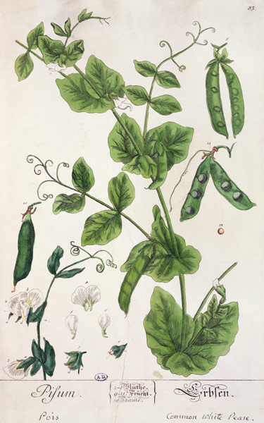 Pea, plate from 'Herbarium Blackwellianum' by the artist à Elizabeth Blackwell