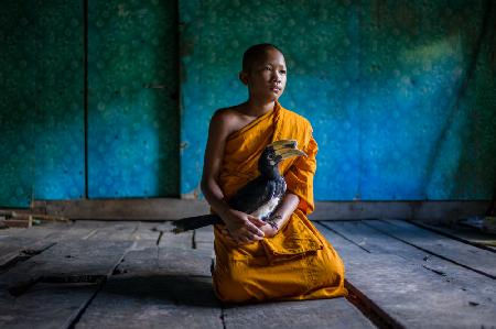 The Young Monk and his pet Hornbill