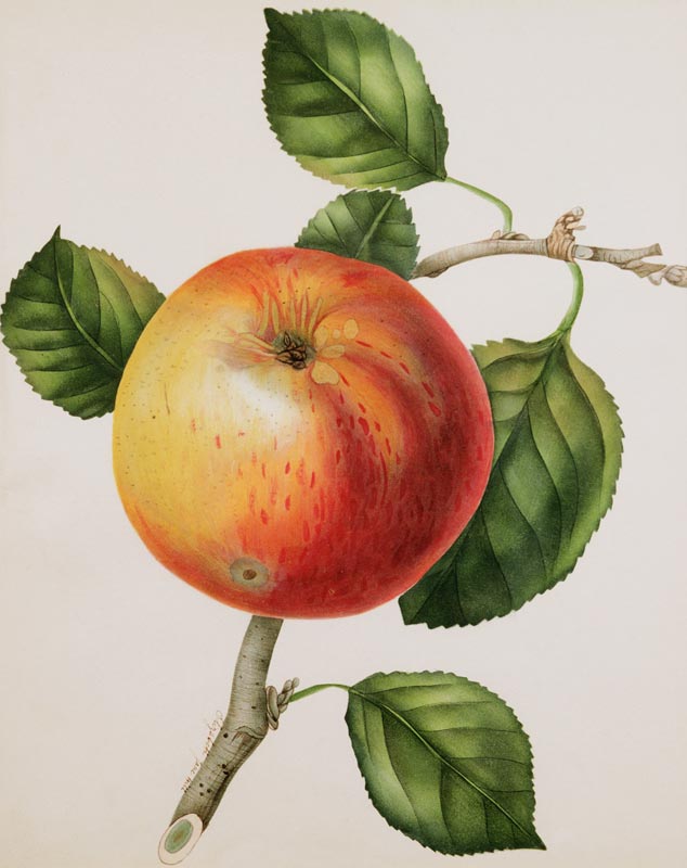 An Apple à Elizabeth Jane Hill