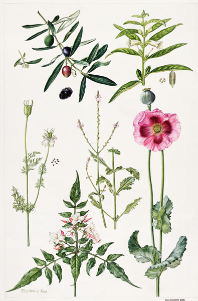Opium Poppy and other plants (w/c)  à Elizabeth  Rice