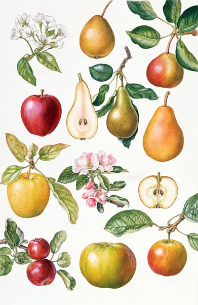 Apples and Pears (w/c)  à Elizabeth  Rice