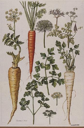 Carrot, Parsnip and Parsley (w/c)  à Elizabeth  Rice