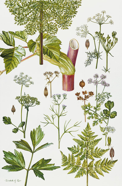 Garden Angelica and other plants (w/c)  à Elizabeth  Rice