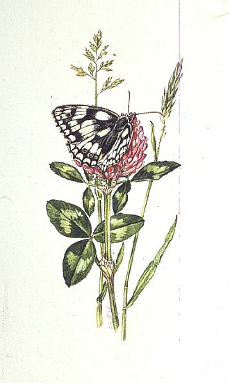 Marbled White Butterfly on Clover (w/c)  à Elizabeth  Rice