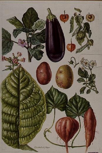 Potato, Aubergine, Tobacco and Winter Cherry (w/c)  à Elizabeth  Rice