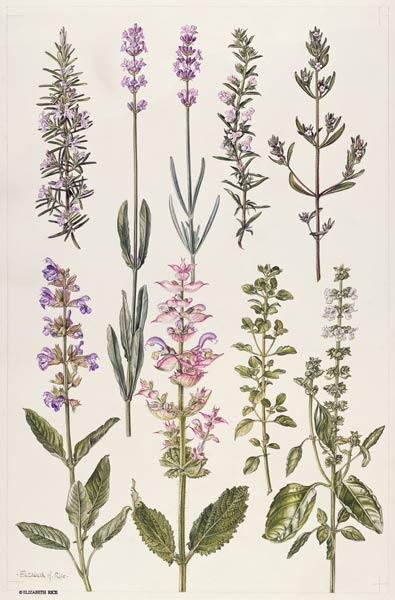 Romarin et autres herbes à Elizabeth  Rice