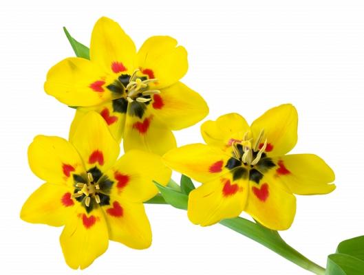 3 Tulpen à Elke Ursula Deja-schnieder