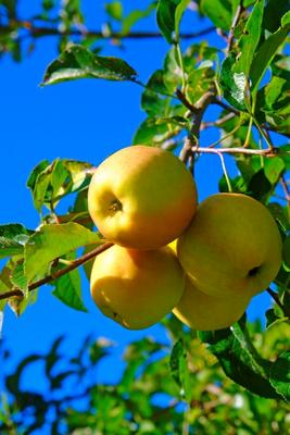 Makellose Äpfel Golden Delicious à Elke Ursula Deja-schnieder