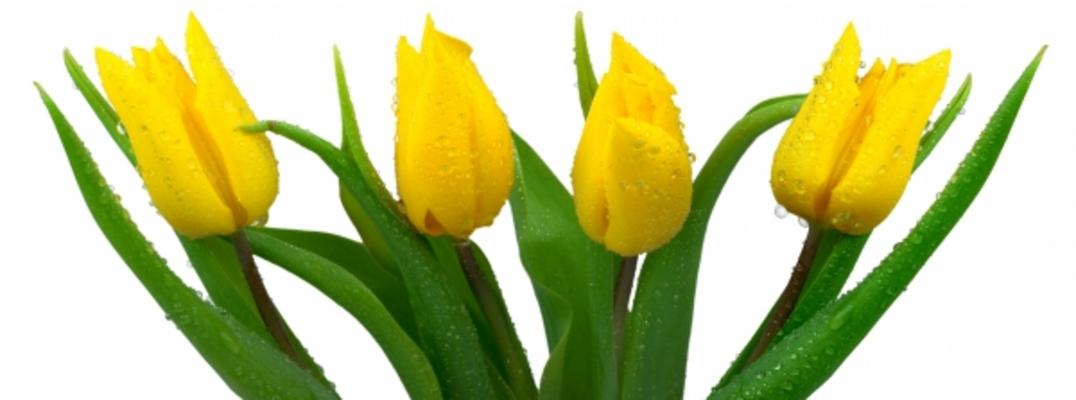 Frische Tulpen à Elke Ursula Deja-schnieder