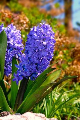 Gartenhyazinthe (Hyacinthus orientalis)