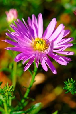 Kalk-Aster (Aster amellus L.)