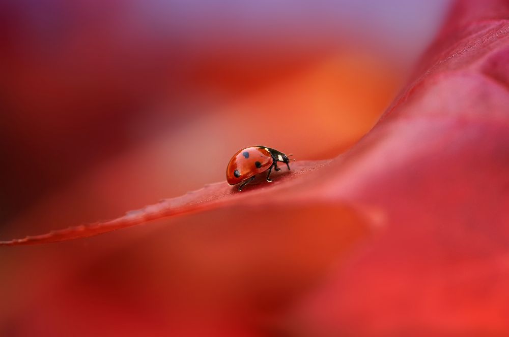 Autumn à Ellen Van Deelen