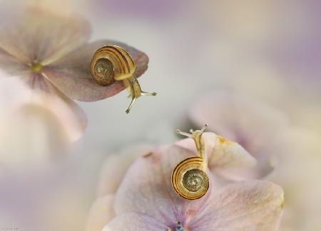 Little snails....