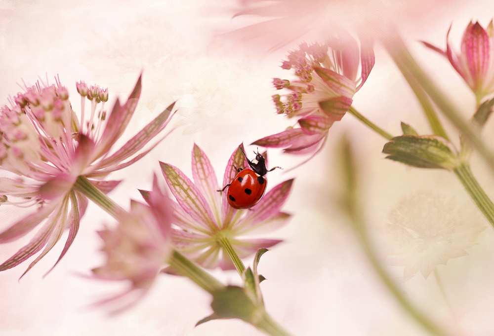 Ladybird and pink flowers à Ellen Van Deelen