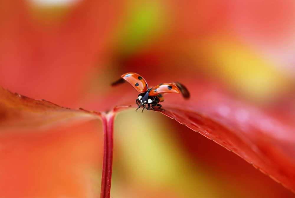 Ladybird in autumn à Ellen Van Deelen