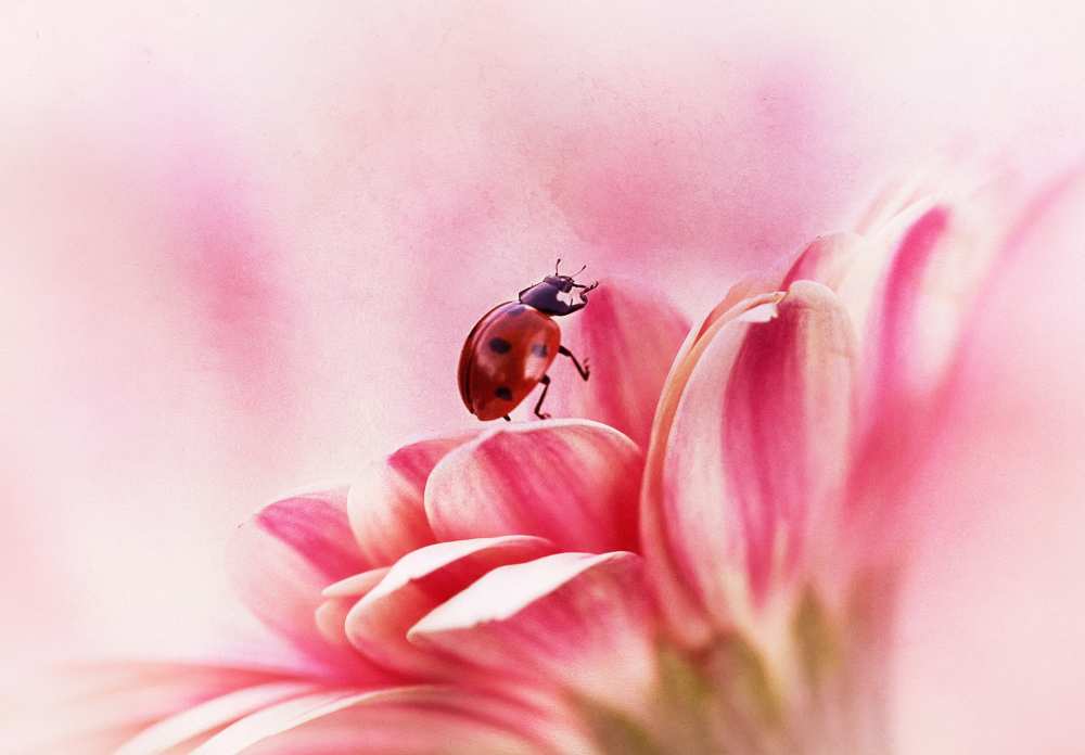 Ladybird on Gerbera à Ellen Van Deelen