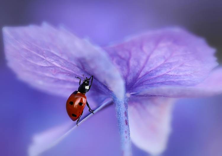 Ladybird on purple hydrangea à Ellen Van Deelen